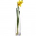 Yellow and orange daffodil stem
